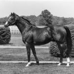 Northern Dancer: The Patriarch Stallion
